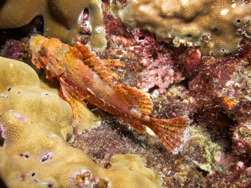 Scorpion Fish, Hin Daeng